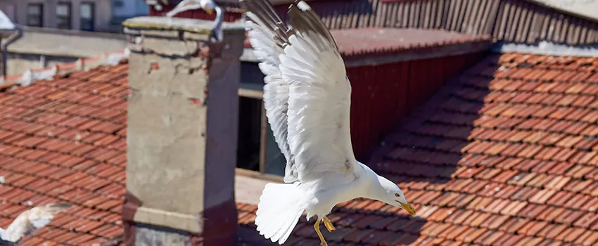 Residential Chimney Animal Removal Solution in Moraga, CA